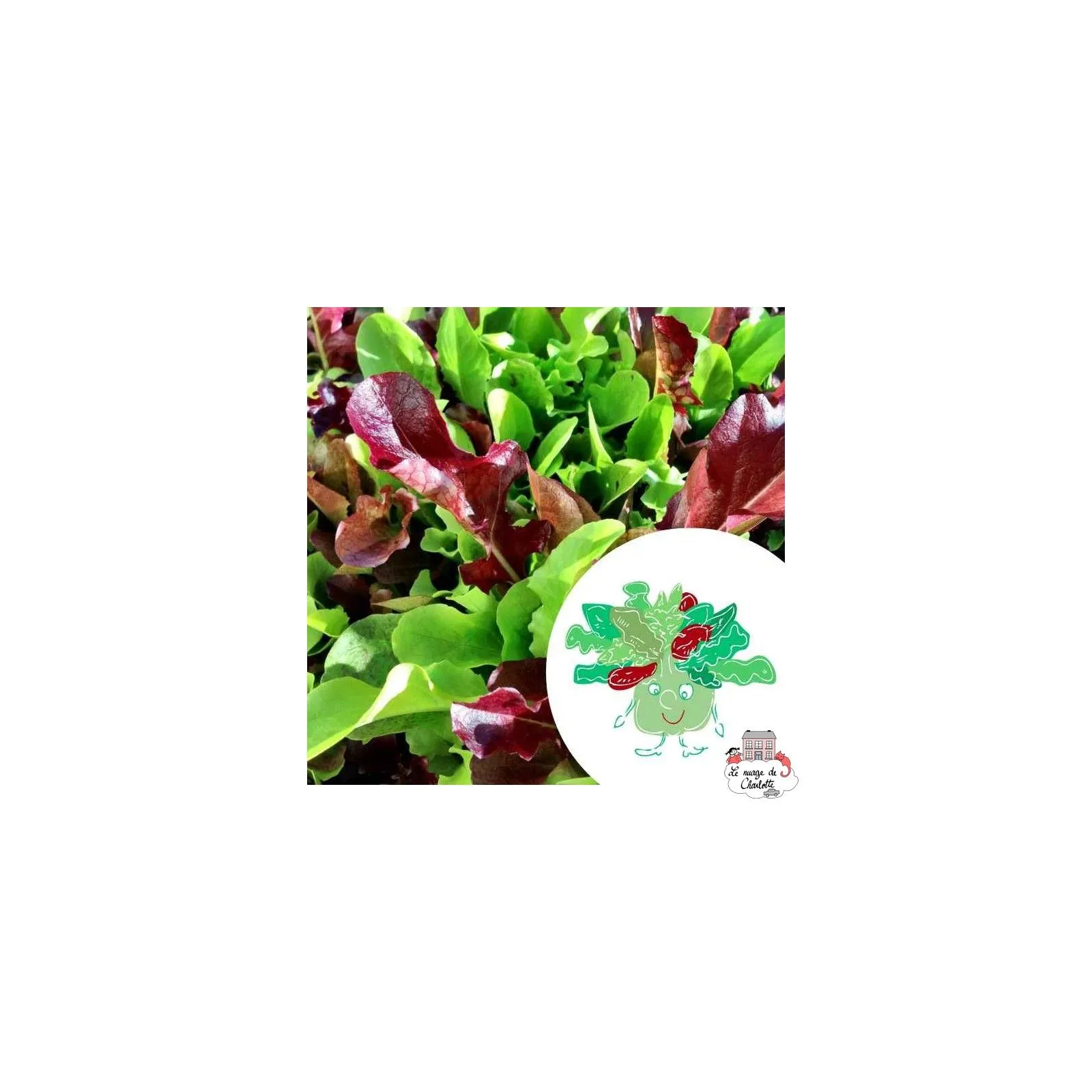 Mini organic seeds kit of Augustin mesclun - LPR-G141 - Les Petits Radis - Nature and discoveries - Le Nuage de Charlotte