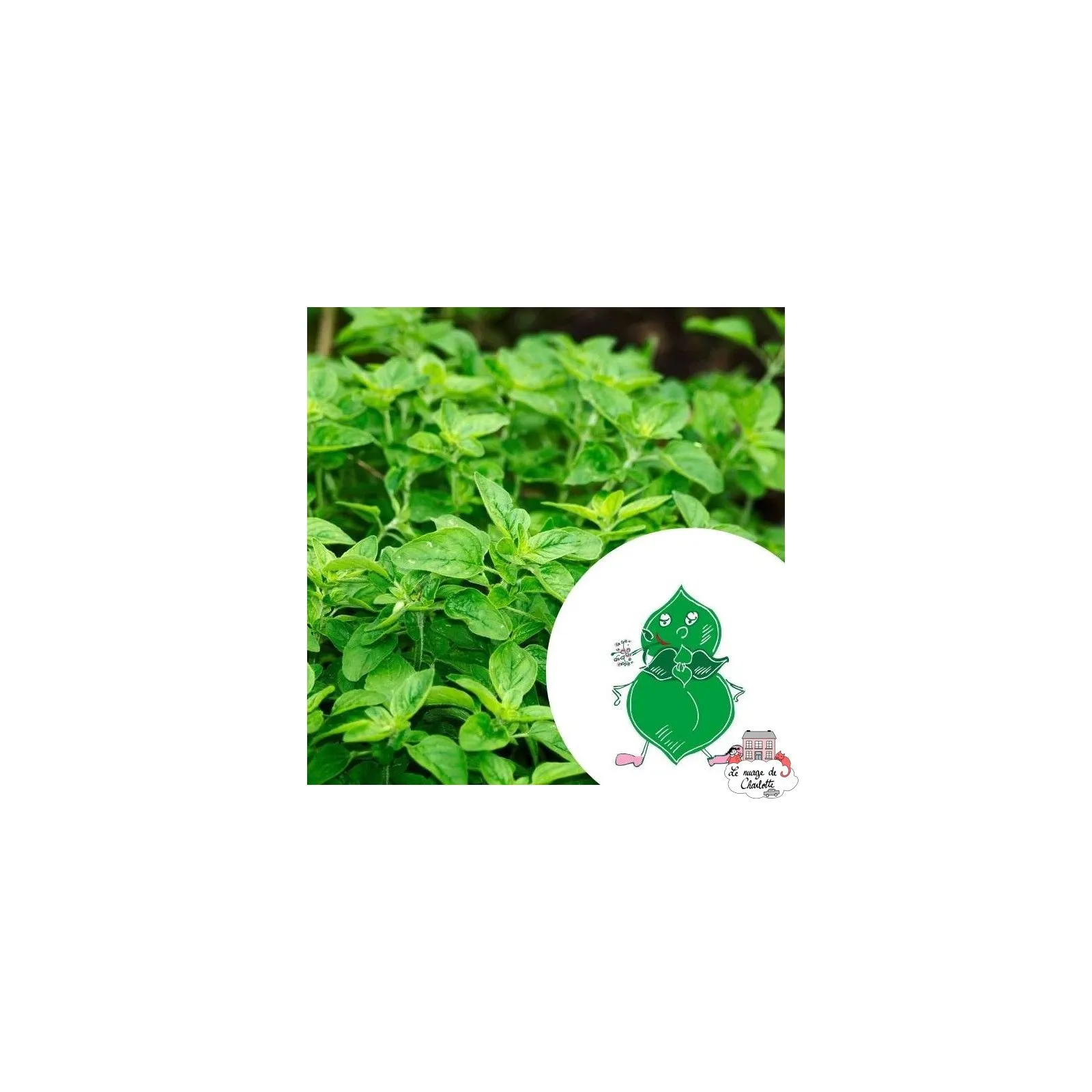 Mini kit de graines BIO de Laurent l'origan - LPR-G081 - Les Petits Radis - Nature et découvertes - Le Nuage de Charlotte