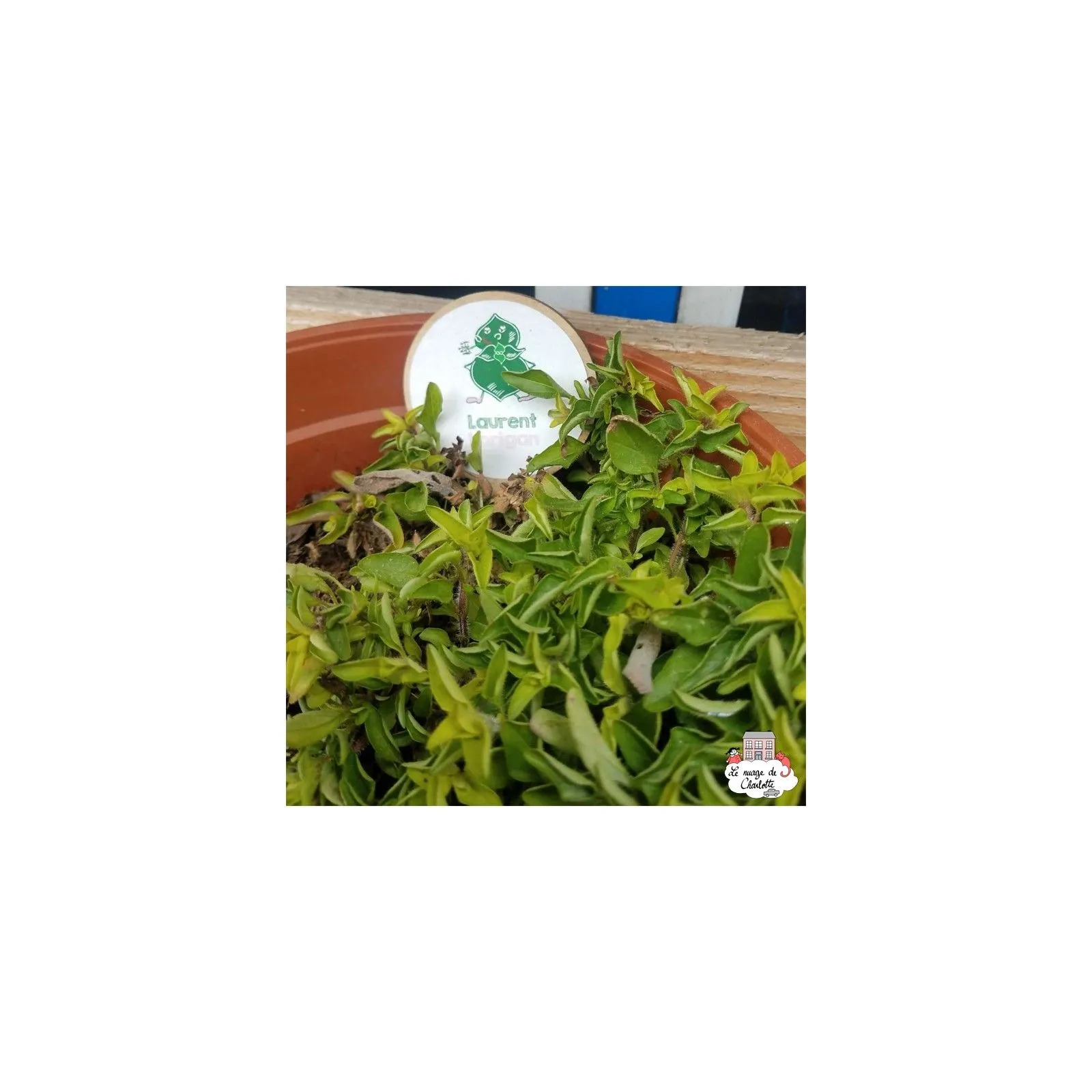 Mini organic seed kit from Laurent the oregano - LPR-G081 - Les Petits Radis - Nature and discoveries - Le Nuage de Charlotte