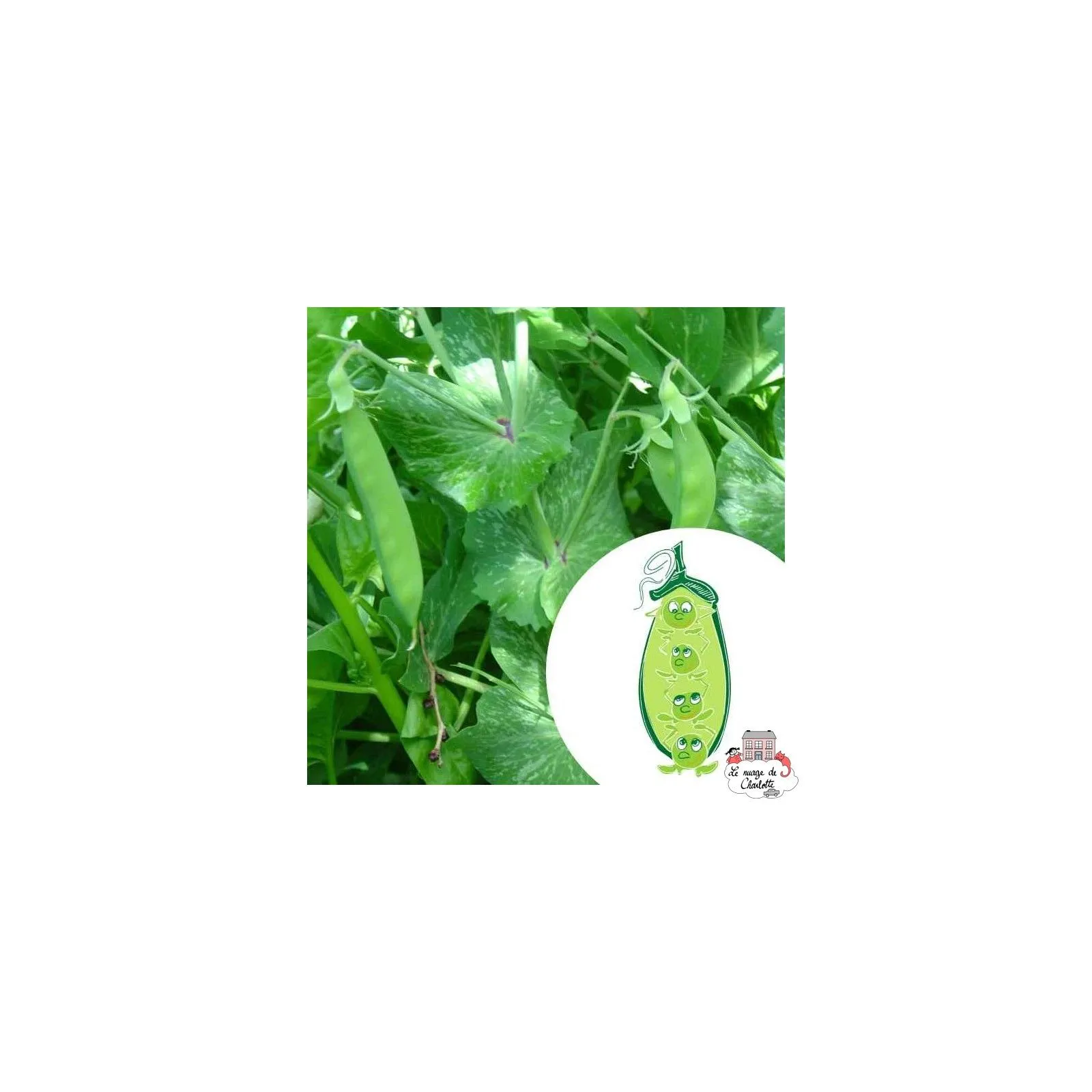 Mini kit de graines BIO de Benoît le petit pois - LPR-G161 - Les Petits Radis - Nature et découvertes - Le Nuage de Charlotte