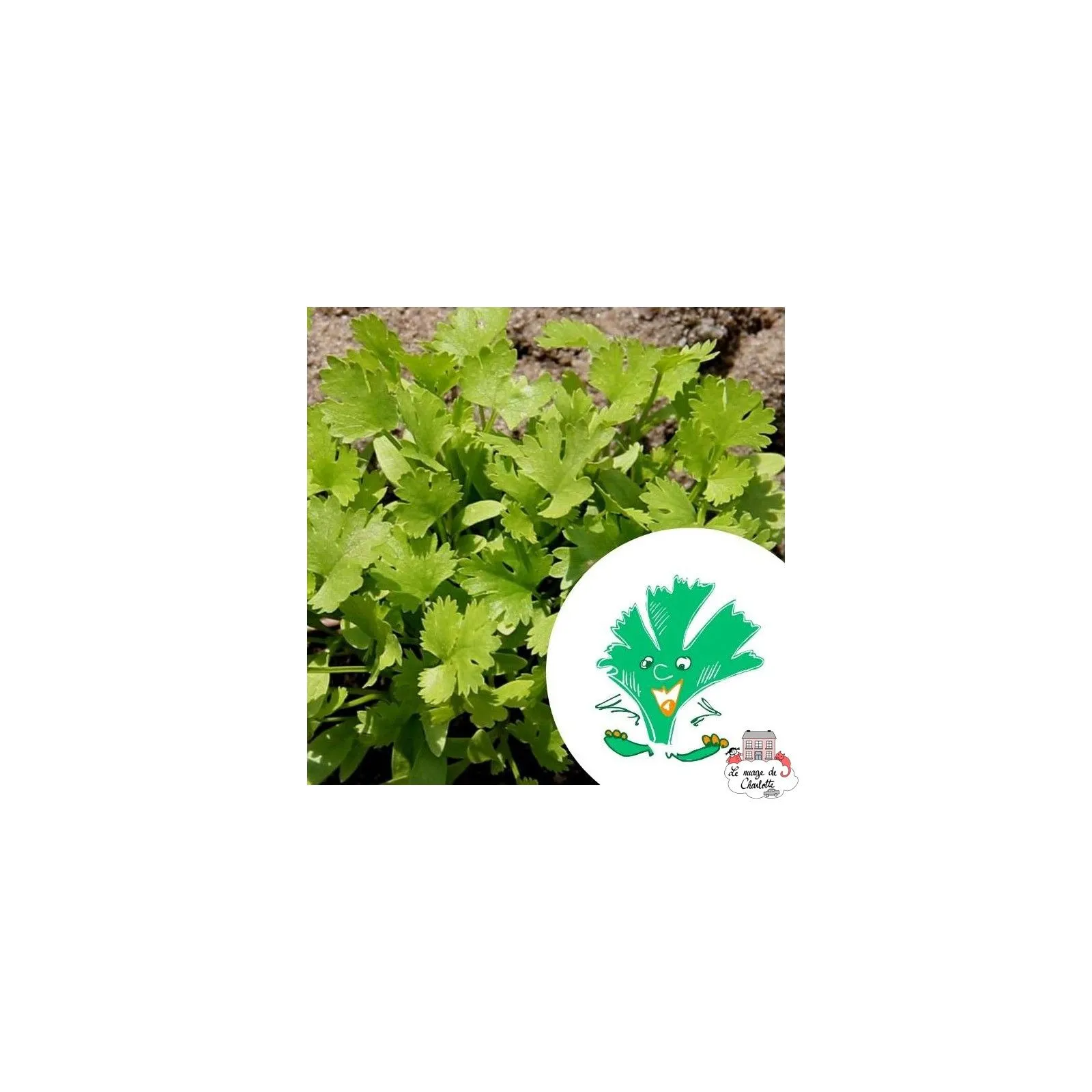 Mini kit de graines BIO d'Alexandre la coriandre - LPR-G071 - Les Petits Radis - Nature et découvertes - Le Nuage de Charlotte