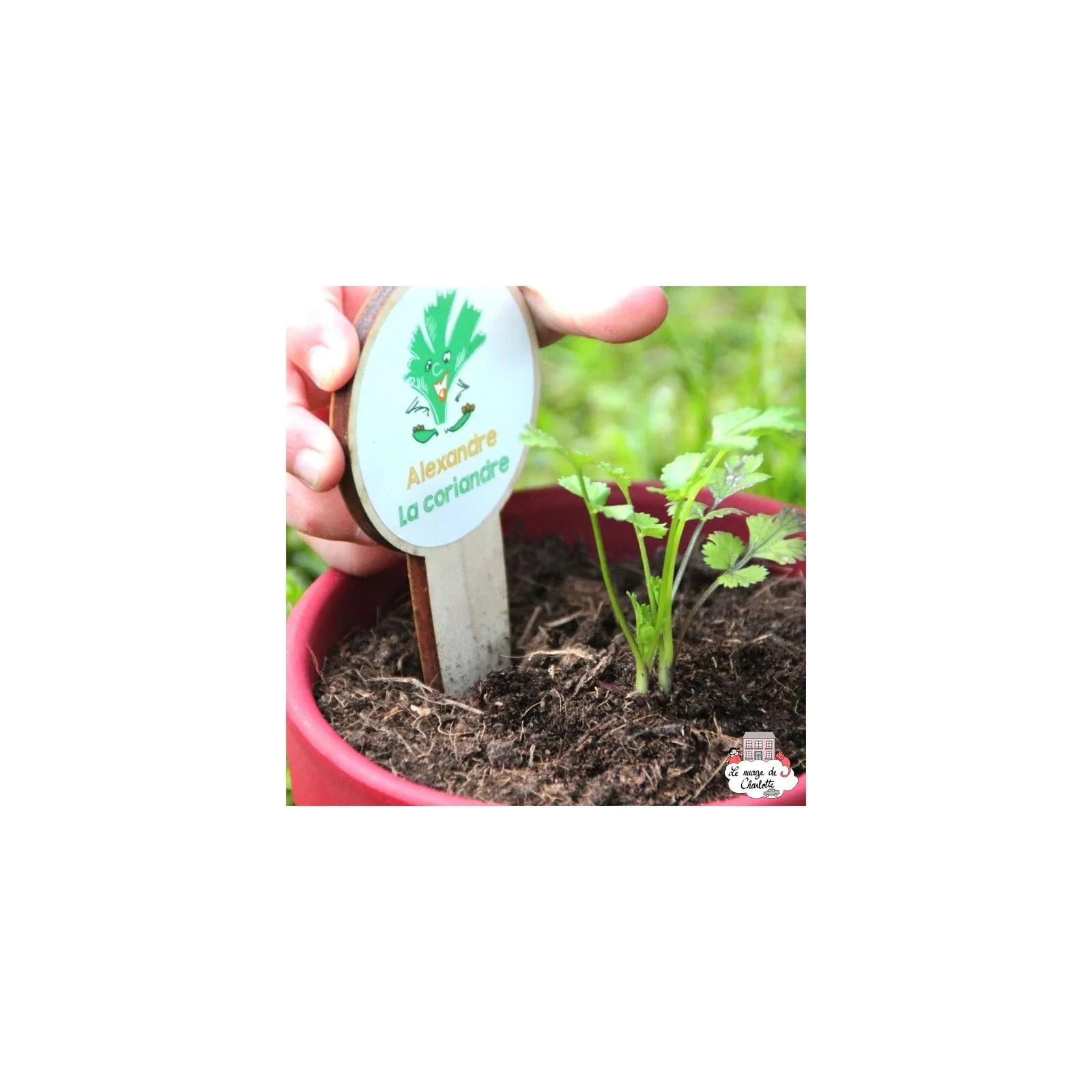 Mini kit de graines BIO d'Alexandre la coriandre - LPR-G071 - Les Petits Radis - Nature et découvertes - Le Nuage de Charlotte