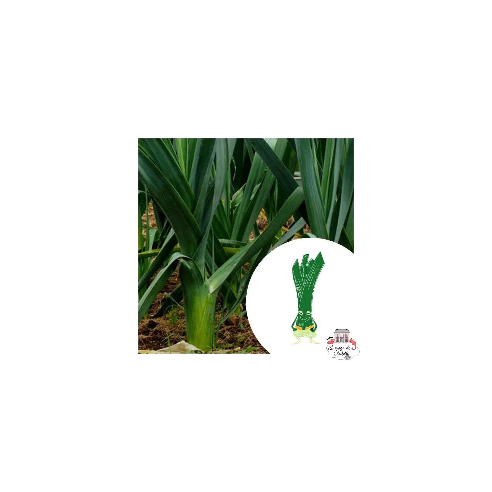Mini organic seed kit of Marceau leek - LPR-G232 - Les Petits Radis - Nature and discoveries - Le Nuage de Charlotte