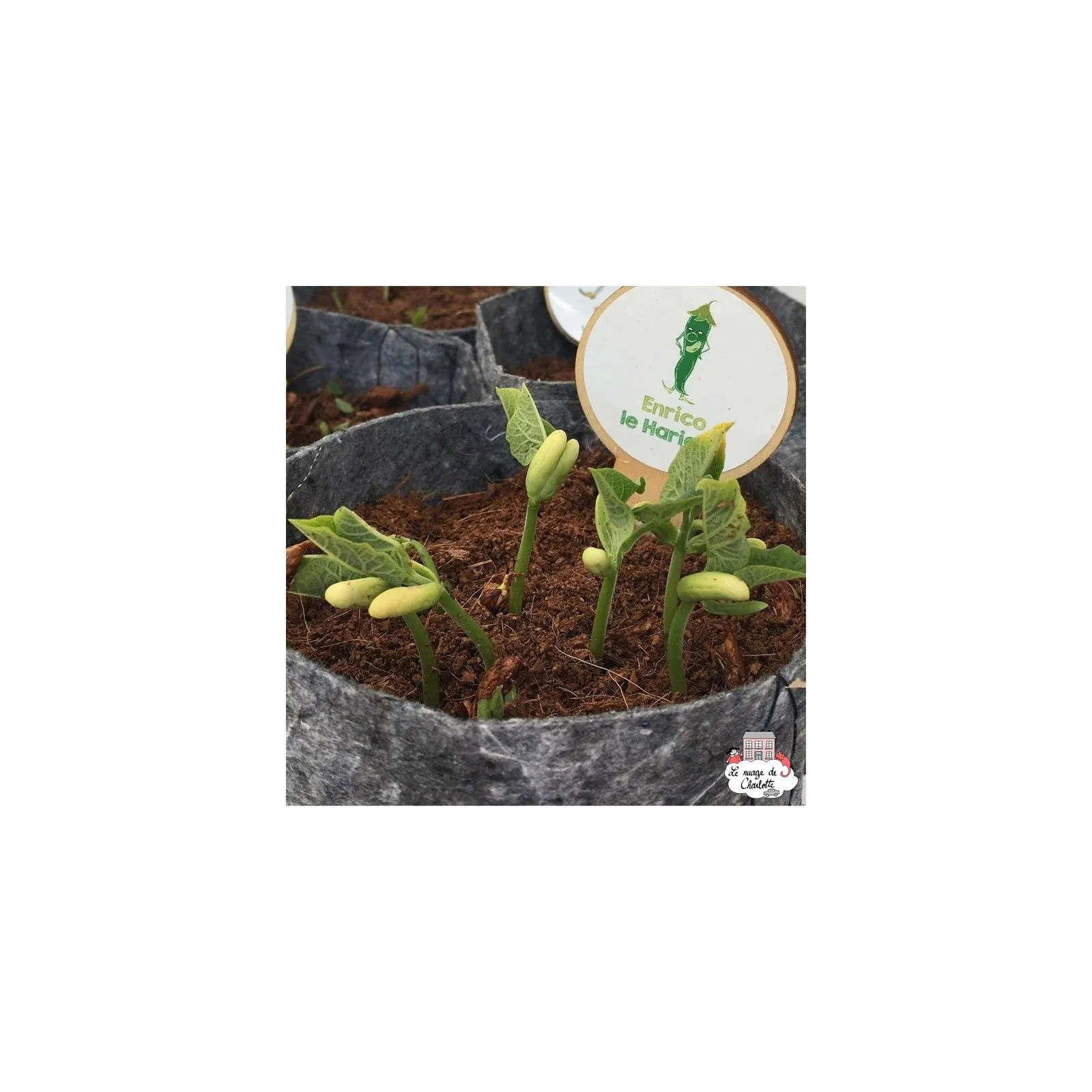 Mini kit de graines BIO d'Enrico le haricot - LPR-G091 - Les Petits Radis - Nature et découvertes - Le Nuage de Charlotte