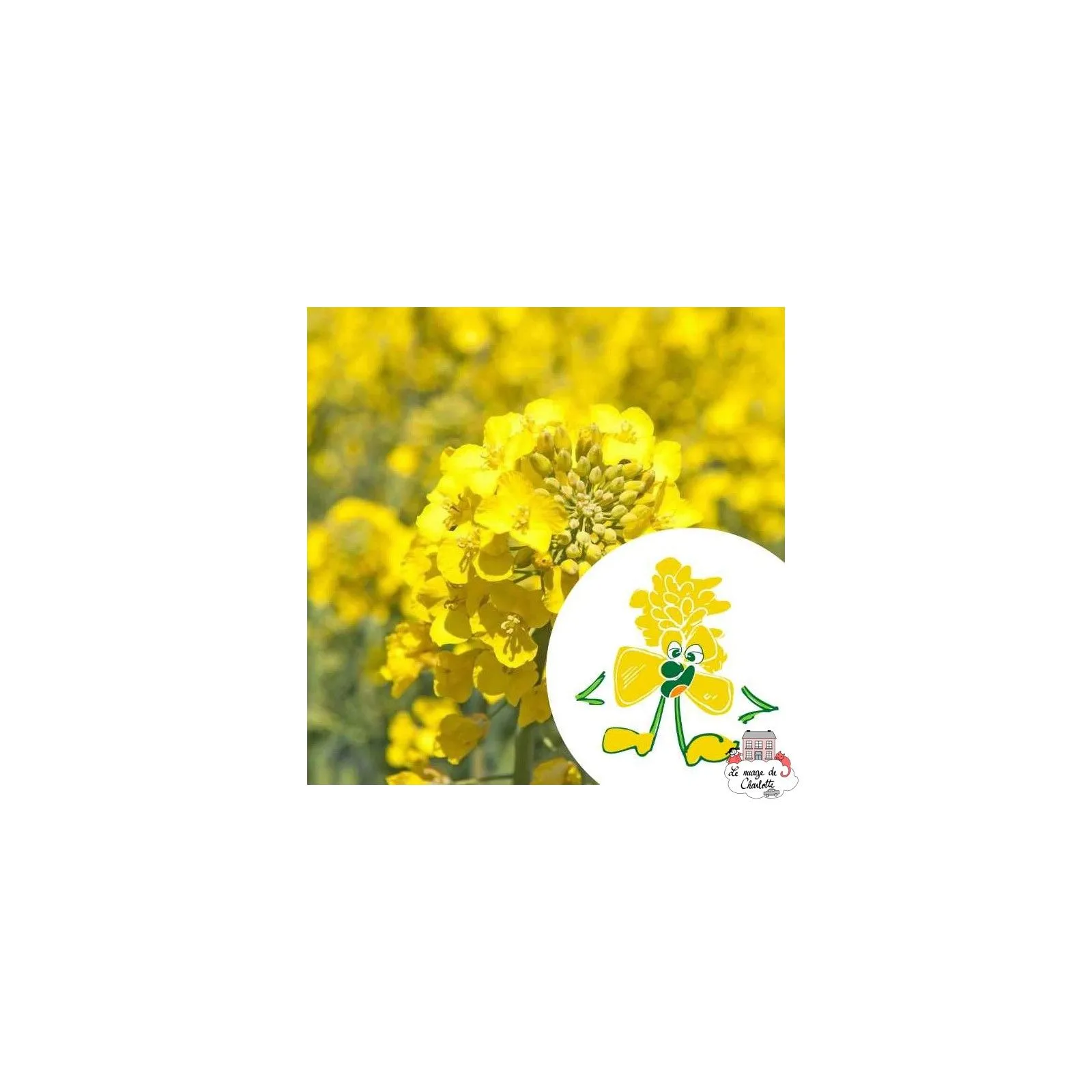 Mini kit de graines BIO de Gaspard la moutarde - LPR-G021 - Les Petits Radis - Nature et découvertes - Le Nuage de Charlotte