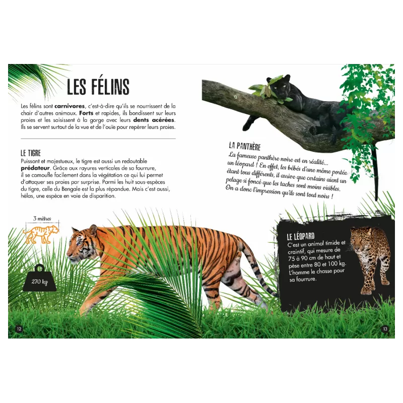 The 3D elephant. The jungle. Extraordinary biodiversity - SASSI-9788830302723 - Sassi - Documentaries - Le Nuage de Charlotte