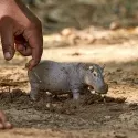 Hippopotame - SCH-14814-⚫ - Schleich - Figurines et accessoires - Le Nuage de Charlotte