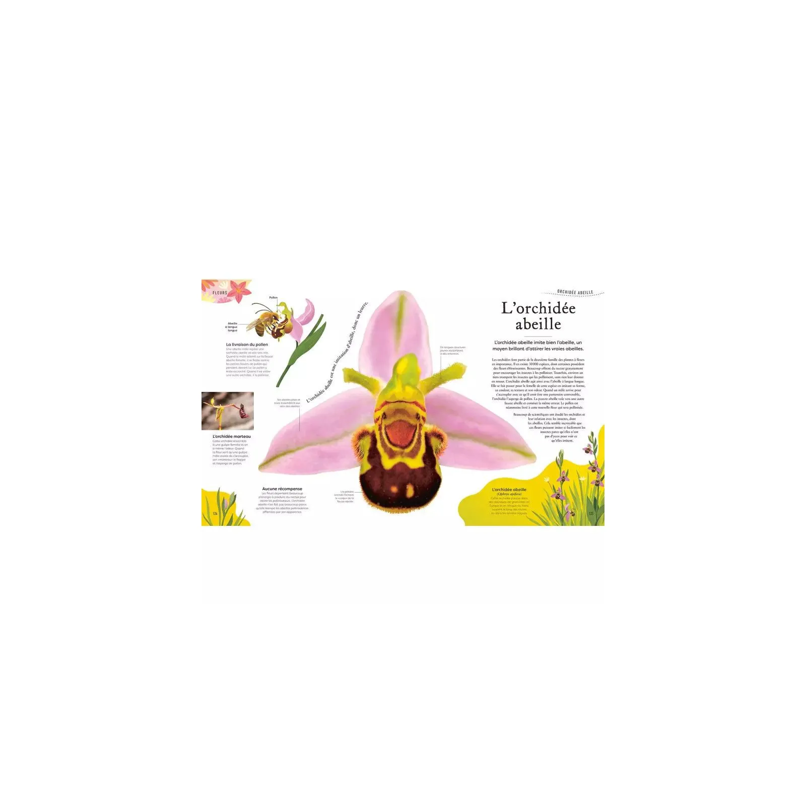 Editions Auzou L'anthologie insolite des Plantes – vue 3 – Documentaries